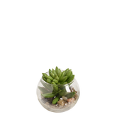 Echeveria succulenta in terrario rotondo